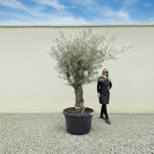 Gnarled Multistem Olive Tree XL J381 (Arcadia)