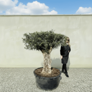 Gnarled Plateau Olive Tree XL J410 (Mesa)
