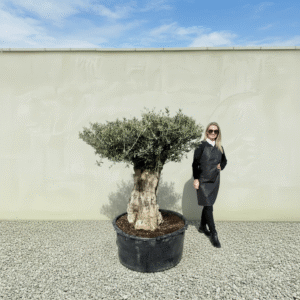 Gnarled Plateau Olive Tree XL J411 (Mesa)