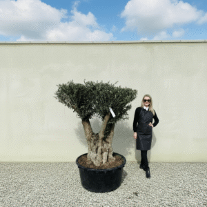 Gnarled Plateau Olive Tree XL J414 (Mesa)