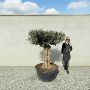 Gnarled Plateau Olive Tree XL J417 (Mesa)
