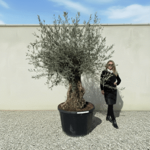 Gnarled Olive Tree XXL (Ancient) J421(Grande)