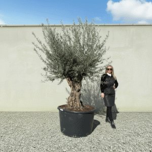 Gnarled Olive Tree XXL (Ancient) J426 (Grande)