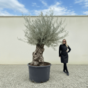Gnarled Olive Tree XXL (Ancient) J439 (Grande)