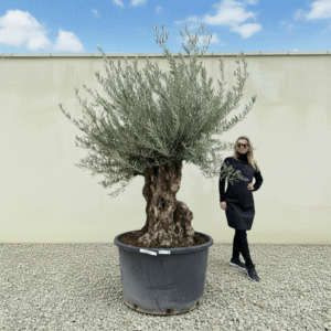 Gnarled Olive Tree XXL (Ancient) J440 (Grande)