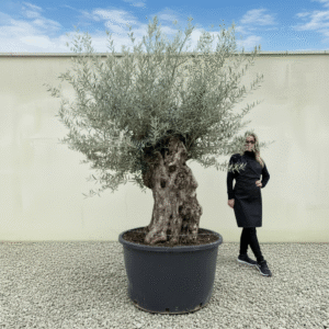 Gnarled Olive Tree XXL (Ancient) J442 (Grande)