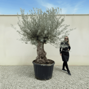 Gnarled Olive Tree XXL (Ancient) J443 (Grande)