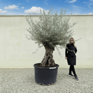 Gnarled Olive Tree XXL (Ancient) J449 (Grande)