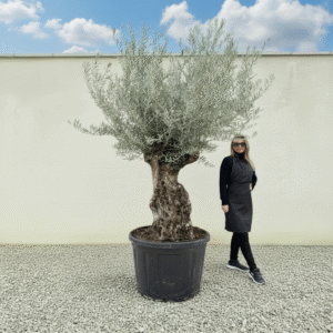Gnarled Olive Tree XXL (Ancient) J463 (Grande)
