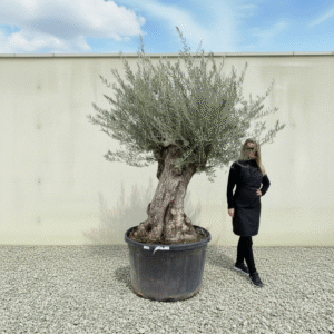 Gnarled Olive Tree XXL (Ancient) J465 (Grande)