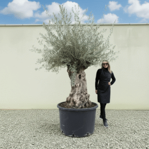 Gnarled Olive Tree XXL (Ancient) J468 (Grande)