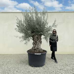 Gnarled Olive Tree XXL (Ancient) J476 (Grande)