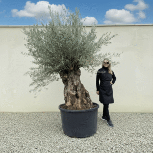 Gnarled Olive Tree XXL (Ancient) J478 (Grande)