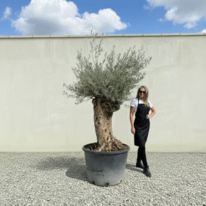 Gnarled Olive Tree XXL (Ancient) J491 (Grande)