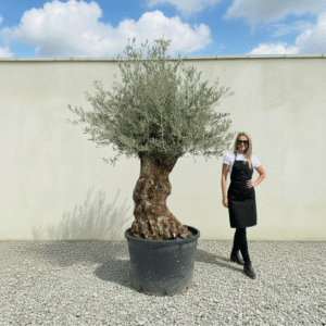 Gnarled Olive Tree XXL (Ancient) J492 (Grande)