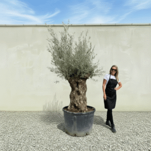 Gnarled Olive Tree XXL (Ancient) J499 (Grande)