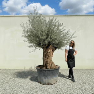 Gnarled Olive Tree XXL (Ancient) J501 (Grande)