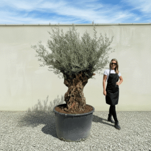 Gnarled Olive Tree XXL (Ancient) J502 (Grande)