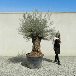 Gnarled Olive Tree XXL (Ancient) J503 (Grande)