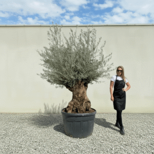 Gnarled Olive Tree XXL (Ancient) J504 (Grande)