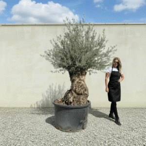 Gnarled Olive Tree XXL (Ancient) J516 (Grande)
