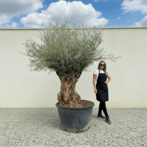 Gnarled Olive Tree XXL (Ancient) J517 (Grande)