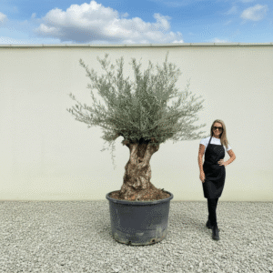 Gnarled Olive Tree XXL (Ancient) J520 (Grande)
