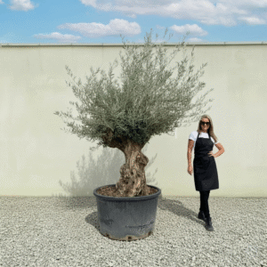 Gnarled Olive Tree XXL (Ancient) J522 (Grande)