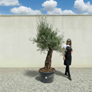 Gnarled Olive Tree J542 (Bella)