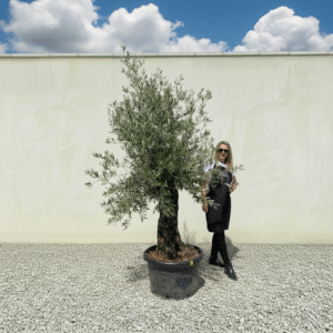 Gnarled Olive Tree J573 (Bella)