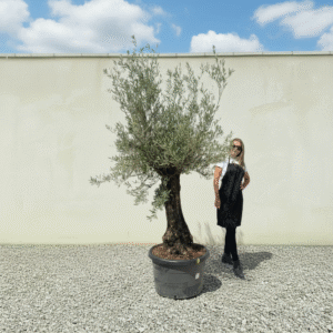 Gnarled Olive Tree J581 (Bella)