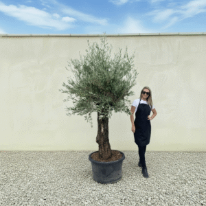 Gnarled Olive Tree J585 (Bella)