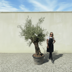 Gnarled Olive Tree J616 (Bella)