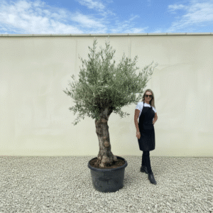 Gnarled Olive Tree J628 (Bella)
