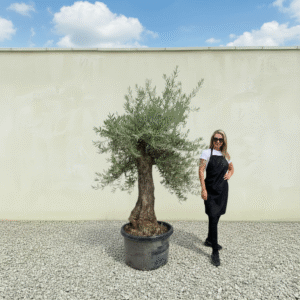 Gnarled Olive Tree J740 (Bella)