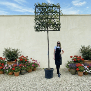 Pleached Tree Red Robin (Photinia) Girth 10-12cm (Frame 120x120)