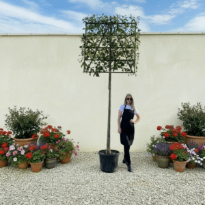 Pleached Tree Red Robin (Photinia) Girth 12-14cm (Frame 120x120)