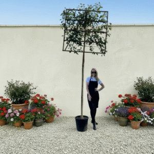 Pleached Tree Red Robin (Photinia) Girth 8-10cm (Frame 120x120)