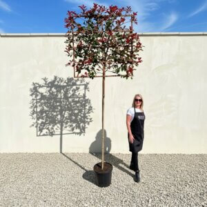 Pleached Tree Red Robin (Photinia) Girth 10-12cm (Frame 120x120)