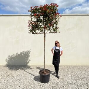 Pleached Tree Red Robin (Photinia) Girth 12-14cm (Frame 120x120)