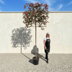 Pleached Tree Red Robin (Photinia) Girth 8-10cm (Frame 120x120)