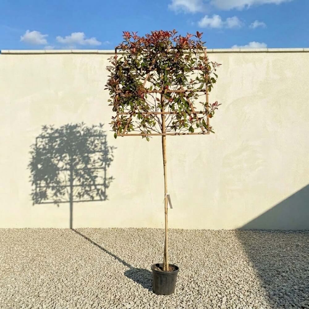 Pleached Tree Red Robin (Photinia) Girth 8-10cm (Frame 120x120) - Sutton  Manor Nursery