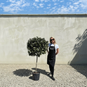 Bay Tree Standard 1.40-1.60M - Laurus Nobilis (Crown 70 - 80cm)