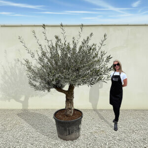 A166 Tuscan Multistem Olive Tree (Tozzo)