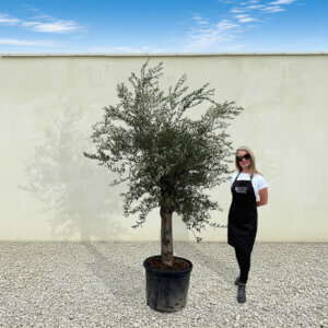 A15 Tuscan Olive Tree (Supremo)