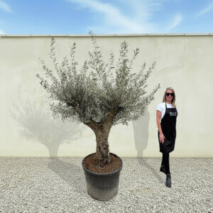 A163 Tuscan Multistem Olive Tree (Tozzo)