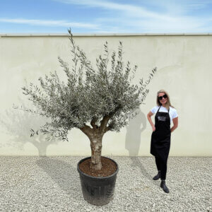 A164 Tuscan Multistem Olive Tree (Tozzo)