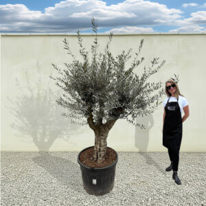 A165 Tuscan Multistem Olive Tree (Tozzo)