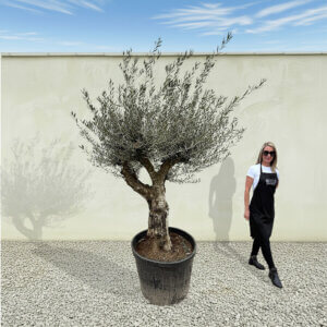 A168 Tuscan Multistem Olive Tree (Tozzo)