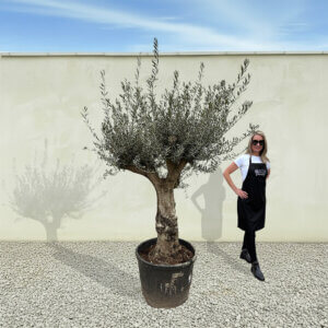 A169 Tuscan Multistem Olive Tree (Tozzo)